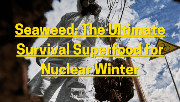 Seaweed: The Ultimate Survival Superfood for Nuclear Winter