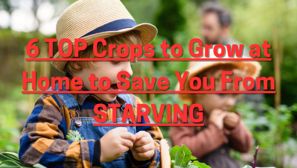 6 TOP Crops to Grow at Home to Save You From STARVING