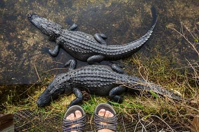 Wildlife